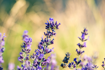 lavender on a background of golden grasses