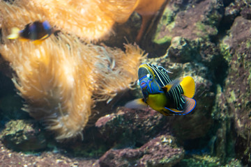 Goldtail angelfish (Pomacanthus chrysurus).