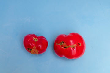 Ugly tomatoes on blue background. Image with copy space, top view