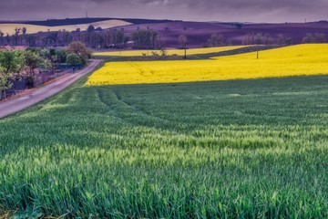 the road on a misty morning in the blue hour, the spring landscape of the Moravian fields, the...