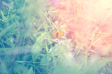 Photo of a Beautiful butterfly sitting on flower