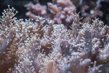 The colt Coral.