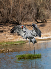Juvenile Brolga Dancing (Grus rubicunda).  Maree, South Australia, Australia
