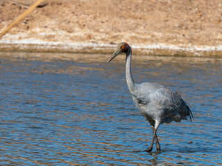 Brolga (Grus rubicunda).  Maree, South Australia, Australia