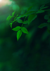 Fresh green leaves covering the wall. Natural green background from young green leaves.