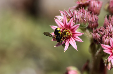 Anthidium manicatum, commonly called the European wool carder bee