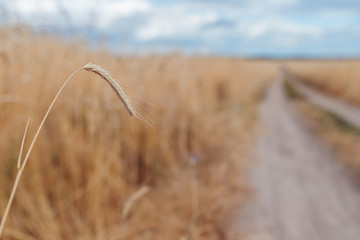 Obraz premium Wheat spikelet on the field