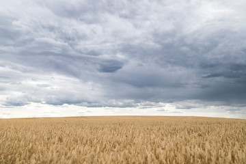 wheat field before a thunderstorm