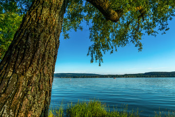 Baum am Seeufer Bodensee Sommer Ferien 