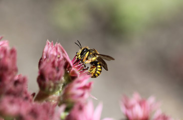 Anthidium manicatum, commonly called the European wool carder bee