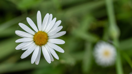 Obraz premium White daisy flower garden, with drops of dew on petals close-up