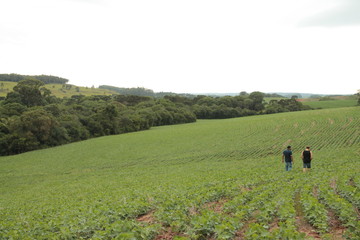 Fototapeta na wymiar agriculture Bean plantation