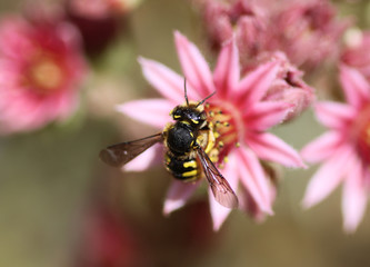Anthidium manicatum, commonly called the European wool carder bee