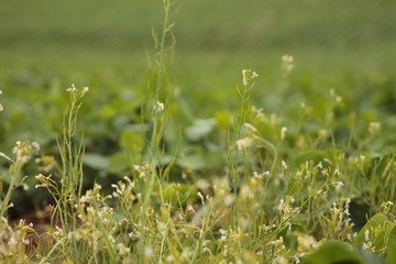 Bean plantation agriculture