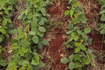 Bean plantation agriculture