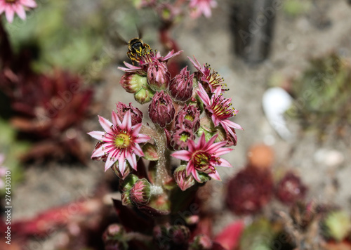 Elegant Pictures Of Blooming Hens And Chicks - black wallpaper