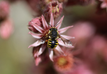 Anthidium manicatum, commonly called the European wool carder bee