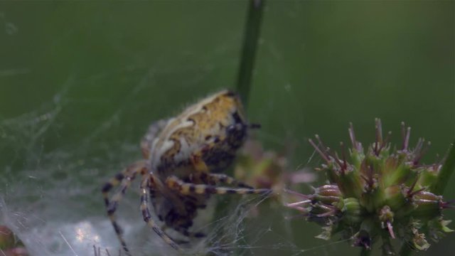 Spider Araneus stands on his spider web