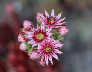 common Houseleek (Sempervivum tectorum) flower, also known as Hens and Chicks, blooming during spring