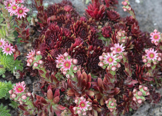 common Houseleek (Sempervivum tectorum) flower, also known as Hens and Chicks, blooming during spring