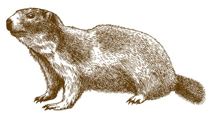 engraving illustration of alpine marmot - 276430902