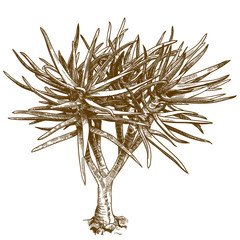 engraving illustration of aloe