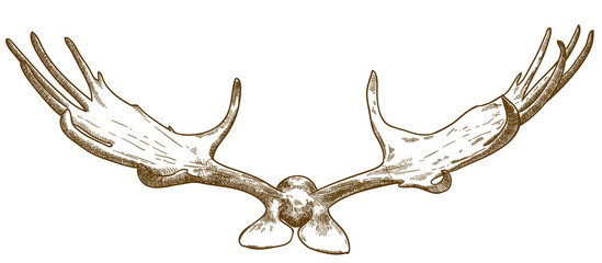 engraving illustration of megaloceros antlers
