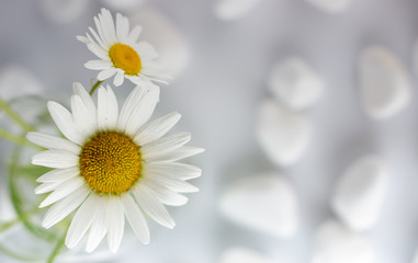 Obraz premium Chamomile flowers are covered with white stones for spa, relaxation concept, or chamomile tea.
