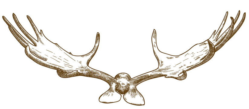 Engraving Illustration Of Megaloceros Antlers