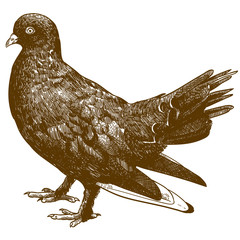 engraving illustration of black pigeon bird