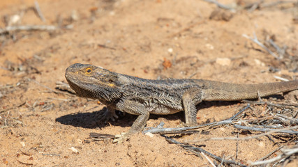 Central Bearded Dragon (Pogona vitticeps). Walpeup, Victoria, Australia