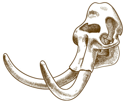 engraving illustration of mammoth skull