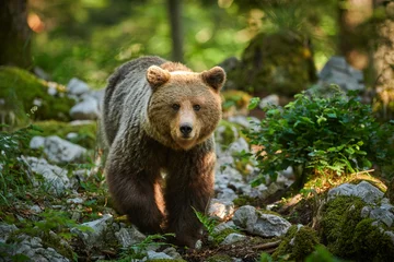 Foto auf Glas Wild brown bear (Ursus arctos) close up © Piotr Krzeslak