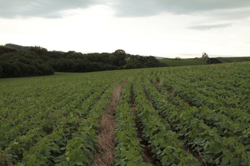 Bean plantation agriculture