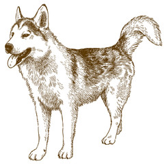 engraving drawing illustration of husky dog