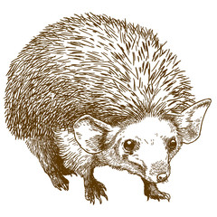 engraving drawing illustration of long eared hedgehog