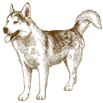 Engraving Drawing Illustration Of Husky Dog