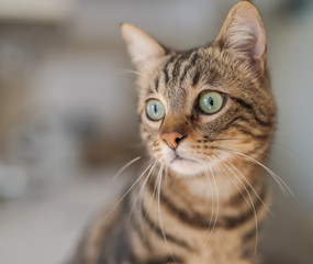 Cute short hair cat looking curious and snooping at home