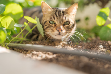 Obraz na płótnie Canvas Beautiful short hair cat playing with plants at the garden on a sunny day at home