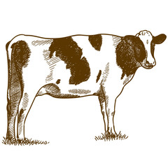 engraving drawing illustration of spotted cow