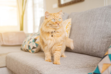 Beautiful ginger long hair cat lying on the sofa on a sunny day at home