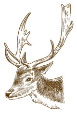 engraving illustration of spotted deer head