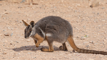 Yellow-footed Rock-wallaby (Petrogale xanthopus). Gammon Ranges National Park, South Australia, Australia