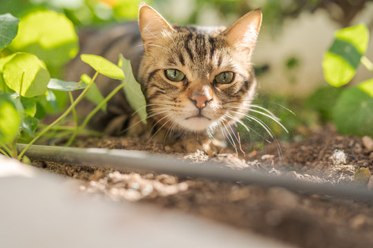 Beautiful short hair cat playing with plants at the garden on a sunny day at home