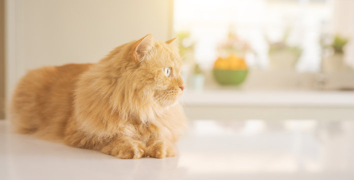 Beautiful ginger long hair cat lying on kitchen table on a sunny day at home