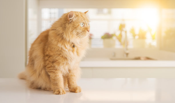 Beautiful ginger long hair cat lying on kitchen table on a sunny day at home