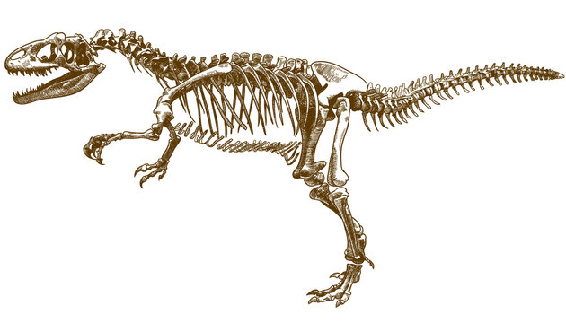 engraving illustration of tyrannosaurus skeleton