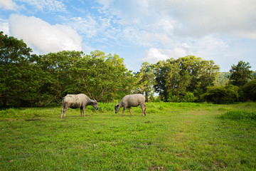 Naklejka na ściany i meble Thai buffalo is grown in bright green fields, at Phuket, Thailand.
