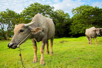 Obraz premium Thai buffalo is grown in bright green fields, at Phuket, Thailand.