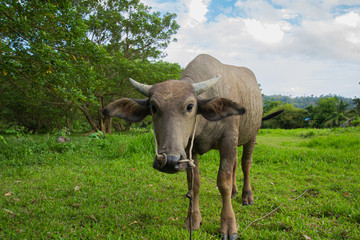 Thai buffalo is grown in bright green fields, at Phuket, Thailand.